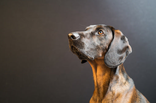 The golden benefits of routine ear cleaning